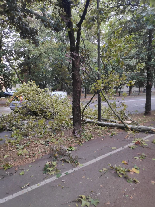 V Ljubljani je drevo padlo na avtomobil. FOTO: N. P.
