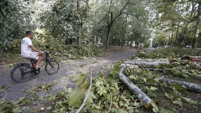 Fotografija: Posledice močnega vetra v Ljubljani. FOTO: Leon Vidic/Delo
