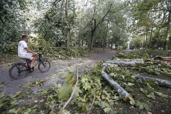 Posledice močnega vetra v Ljubljani. FOTO: Leon Vidic/Delo
