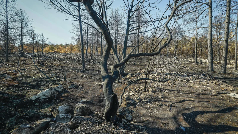 Fotografija: Pri oceni škode bi morali upoštevati tudi stroške prventive, da se požar v takem obsegu ne bi ponovil. FOTO: Jože Suhadolnik