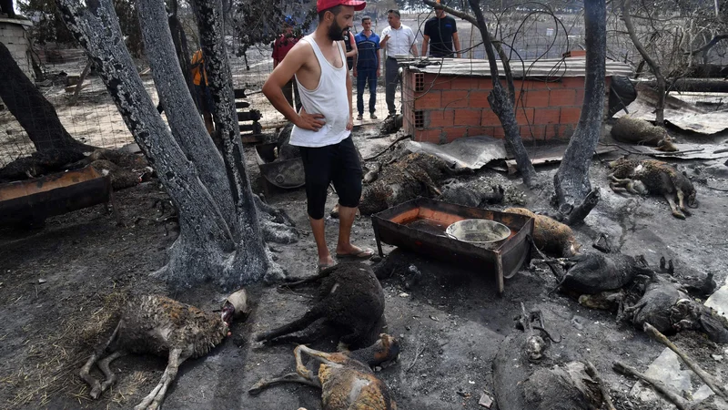 Fotografija: V 14 okrožjih na severu Alžirije, zlasti ob meji s Tunizijo, divjajo hudi gozdni požari, ki so zahtevali najmanj 38 življenj, več sto ljudi pa je ranjenih, je sporočil notranji minister Kamel Beldjoud. Foto: Afp
