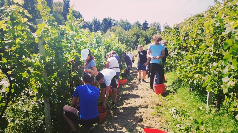 Fotografija: Na Štajerskem je za malenkost bolje. Foto Oste Bakal