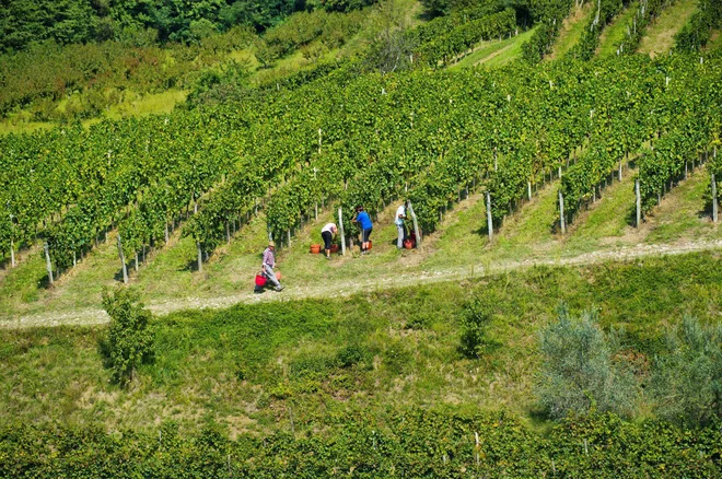 V Brdih so z veseljem in strahom začeli trgati. Foto Klet Brda
