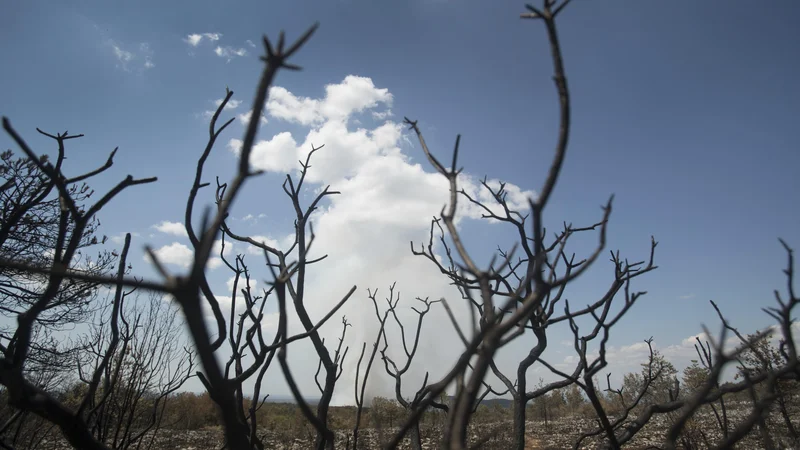 Fotografija: Primerjava je pokazala, da je bila frekvenca požarov najvišja v zgodnjem holocenu in najnižja v srednjem holocenu, ko je bila krajina najbolj pogozdena. V mlajših obdobjih se delež požarov zopet poveča, verjetno zaradi človeka. FOTO: Jure Eržen
