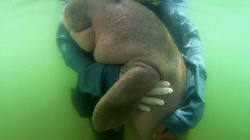 Fotografija: Dugong je ljubka, počasna žival, ki lahko živi do sedemdeset let. FOTO: Sirachai Arunrugstichai/AFP