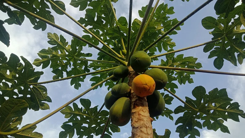 Fotografija: Papaja je eno izmed živil, ki pomaga pri hujšanju, saj vsebuje encim papain, ki razgrajuje beljakovine, zaradi česar je lahko prebavljiva. FOTO: Arhiv Polet/Shutterstock