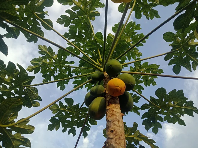 Papaja je eno izmed živil, ki pomaga pri hujšanju, saj vsebuje encim papain, ki razgrajuje beljakovine, zaradi česar je lahko prebavljiva. FOTO: Arhiv Polet/Shutterstock