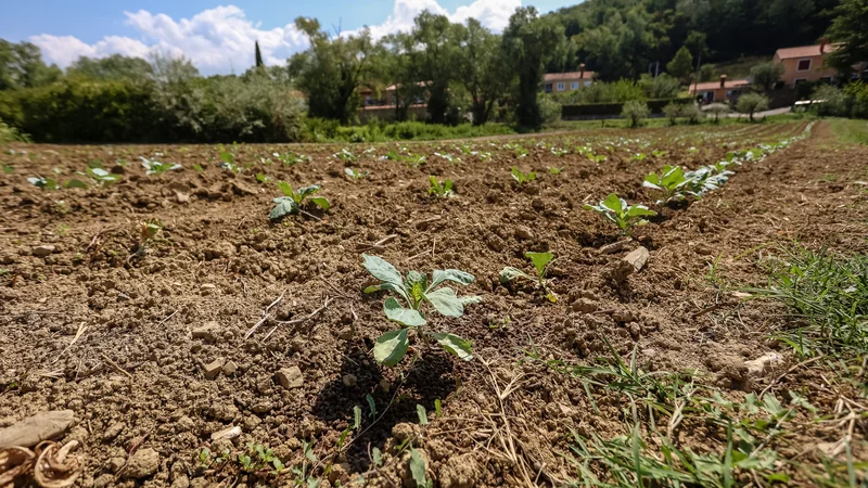 Fotografija: V slovenski Istri spet lahko uporabljajo pitno vodo za namakanje v kmetijstvu, pranje avtomobilov in na plažah. FOTO: Črt Piksi
