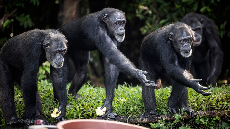 Fotografija: Primati se med sabo zelo razlikujejo, prav tako pa se od njih razlikujemo ljudje, zato je naivno, da imamo vedenje ene ali druge vrste opic za »naravnejše«. Foto John Wessels/AFP
