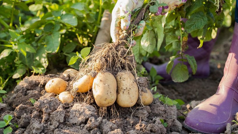 Fotografija: Žlahtnjenje krompirja je še posebej zahtevno, ker ima rastlina zelo zapleteno gensko sestavo. FOTO: Shutterstock
