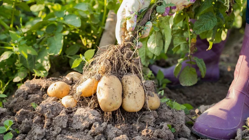 Fotografija: Žlahtnjenje krompirja je še posebej zahtevno, ker ima rastlina zelo zapleteno gensko sestavo. FOTO: Shutterstock