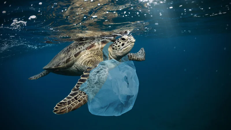 Fotografija: V EU vsako leto v morjih konča od 150.000 do 500.000 ton plastičnih odpadkov. Med njimi prevladujejo izdelki za enkratno uporabo. FOTO: Shutterstock