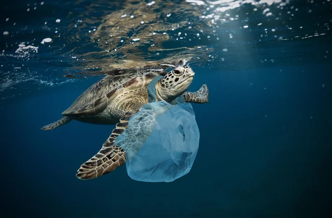 V EU vsako leto v morjih konča od 150.000 do 500.000 ton plastičnih odpadkov. Med njimi prevladujejo izdelki za enkratno uporabo. FOTO: Shutterstock
