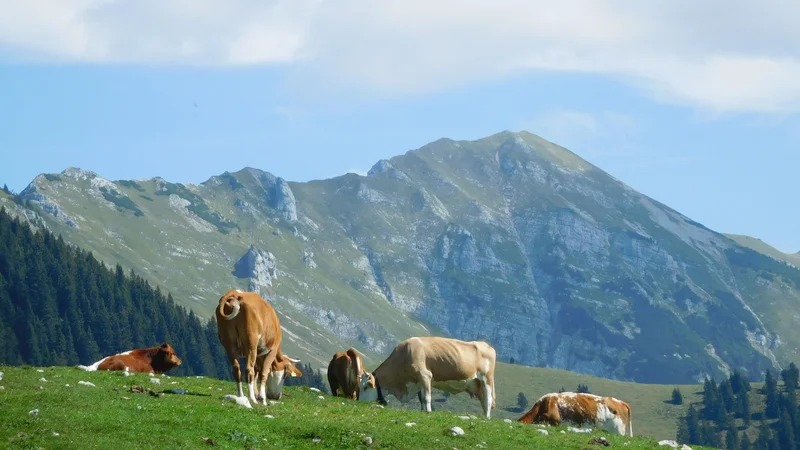 Fotografija: Najbližji morajo skupaj držati. FOTO: Grega Kališnik
