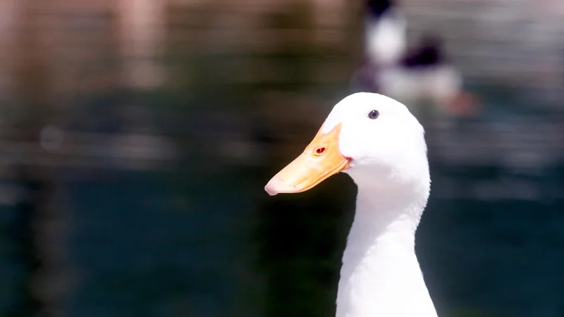Fotografija: Bel kot sneg. FOTO: Dejan Javornik