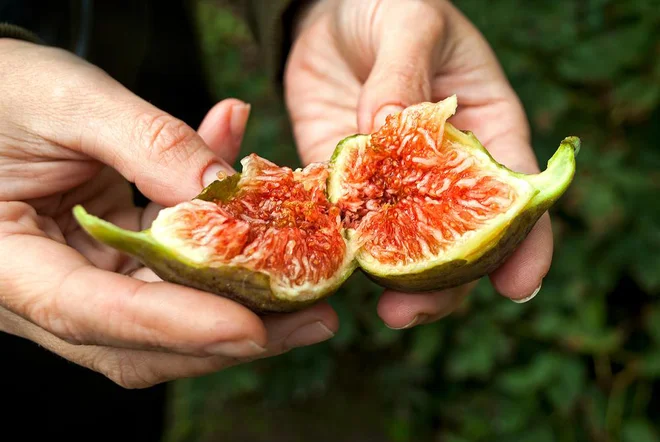 Fige so odličen vir kalcija, magnezija, železa ter vitaminov A, K in B6. FOTO: Arhiv Polet/Shutterstock
