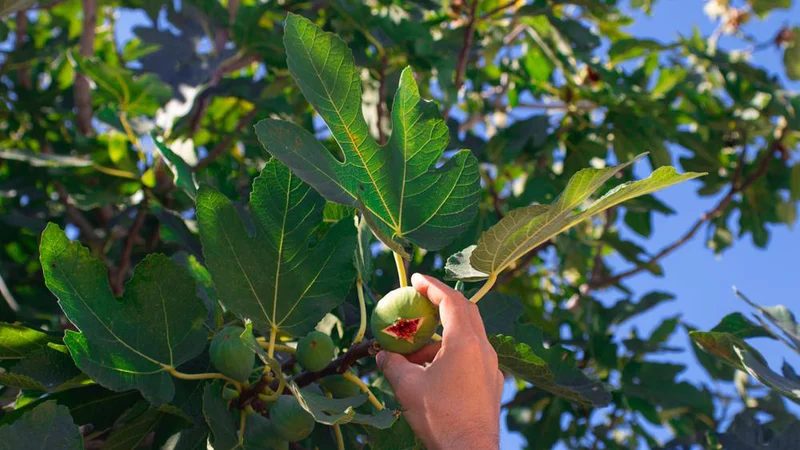 Fotografija: Fige so slastni plodovi listavcev iz rodu fikusov, so že več stoletij del človekove prehrane. FOTO: Arhiv Polet/Shutterstock