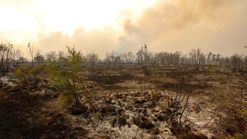 Fotografija: Pri obnovi požarišč bo treba biti pazljiv na vdor tujerodnih invazivnih rastlinskih vrst. Če se bodo pojavile, jih je nujno pravočasno odstraniti, saj lahko sicer predstavljajo pravo katastrofo za lokalno biodiverziteto. FOTO: Črt Piksi/Delo