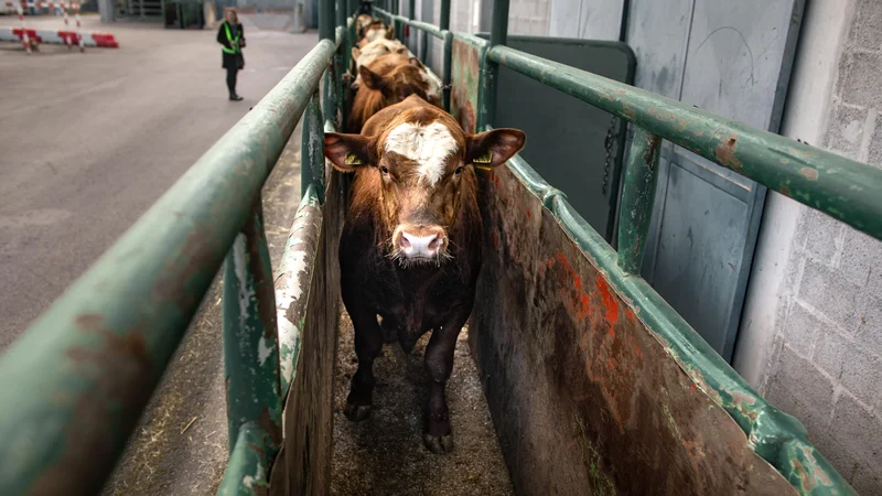 Fotografija: Znanstvena mnenja se nanašajo na več vrst rejnih živali: drobnico, kopitarje, govedo, prašiče ter živali, ki se prevažajo v kletkah. FOTO: Voranc Vogel/Delo
