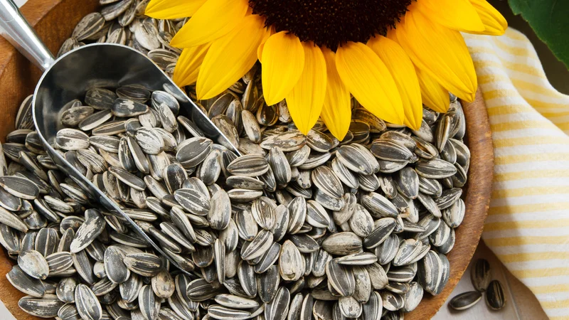Fotografija: Sončnična semena vsebujejo nenasičene maščobe, baker in vitamin E. FOTO: Arhiv Polet/Shutterstock