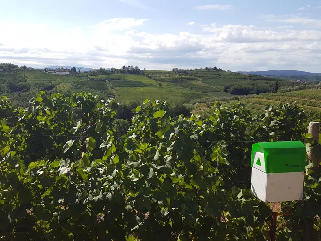 Trapview je bil del prvega pilotnega projekta pametnega vinogradništva z daljinskim nadzorom škodljivcev v Goriških brdih, še pred tem so sodelovali z občino Ajdovščina v Vipavski dolini. FOTO: Telekom Slovenije
