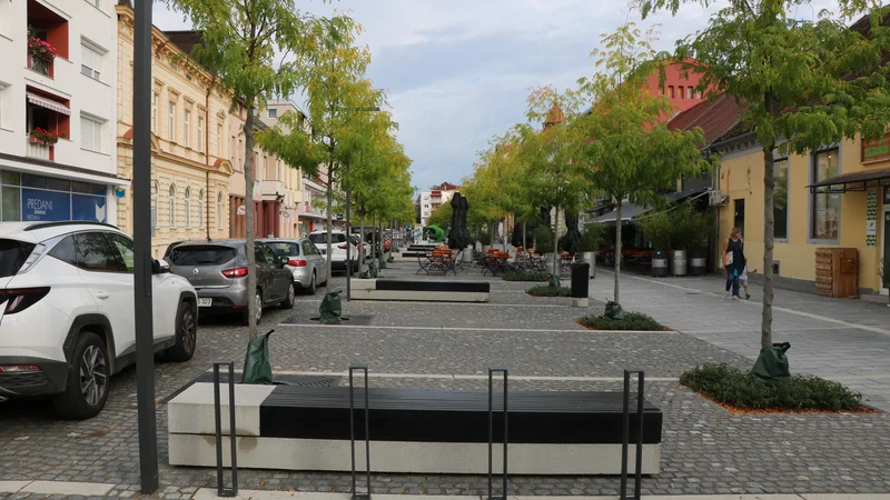 Drevored gledičij bo kmalu omogočal prijetno senco v poletni vročini. FOTO: Jože Pojbič