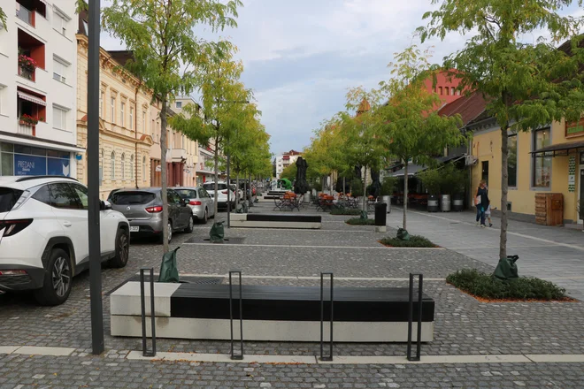 Drevored gledičij bo kmalu omogočal prijetno senco v poletni vročini. FOTO: Jože Pojbič