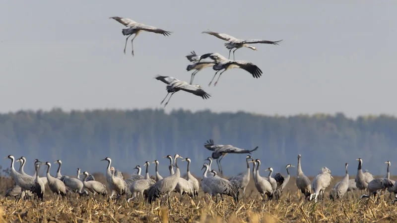 Fotografija: Žerjavi na koruznem polju severno od Minska v Belorusiji. FOTO: Vasilj Fedosenko/Reuters