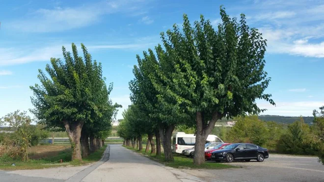 Ostanek drevoreda platan ob nekdanji cesti od Kopra proti Bertokom. FOTO: ekoper/Mestna občina Koper
