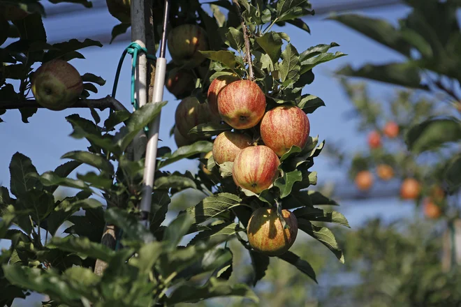 V Sloveniji se več kot 80 odstotkov pesticidov uporabi v vinogradih in sadovnjakih. FOTO: Leon Vidic/Delo
