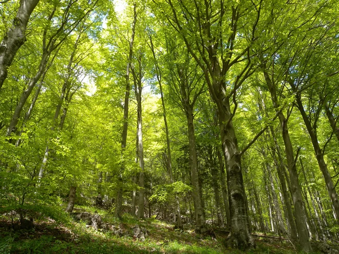 Letos se je prvič zgodilo, da se je moja velika strast obrnila proti meni. FOTO: Domen Stanič
