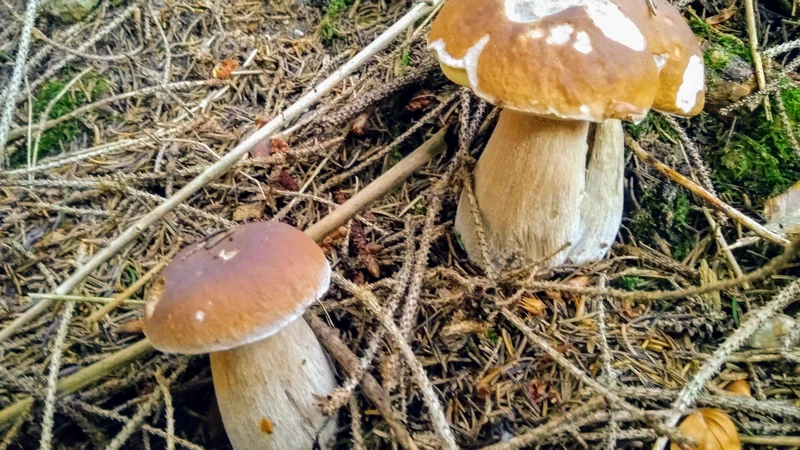 Opažajo tudi povečano zanimanje za manj poznane vrste gob, in ne zgolj za jurčke in lisičke. FOTO: Miha Šimnovec
