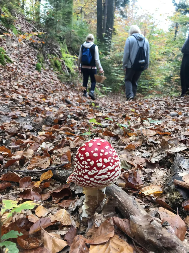 Nabirajte le tiste gobe, ki jih zares poznate, svetujejo poznavalci gob in zdravniki. FOTO: Leon Vidic/Delo
