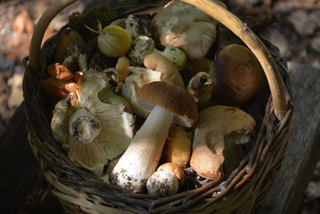 Letošnja z gobami izjemno bogata jesen je v gozdove pritegnila številne nabiralce. FOTO: Bakal Oste/Slovenske novice
