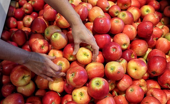 V petek je Dan jabolk, namenjen ozaveščanju o pomenu uživanja svežih jabolk in njihovi domači pridelavi. Ob tej priložnosti bodo na šestih lokacijah po Sloveniji ponudili kar šest ton jabolk. FOTO: Blaž Samec
