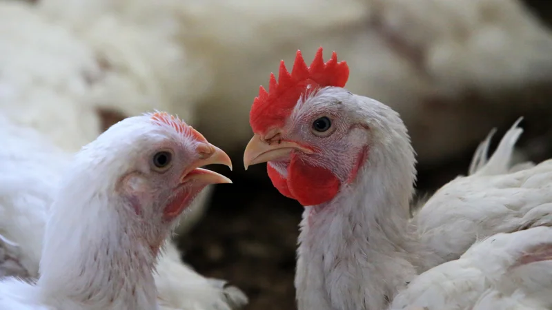 Fotografija: Omejitev uporabe antibiotikov pri živalih za proizvodnjo hrane do 39 odstotkov zmanjša obseg bakterij, odpornih proti antibiotikom. FOTO: Tadej Regent