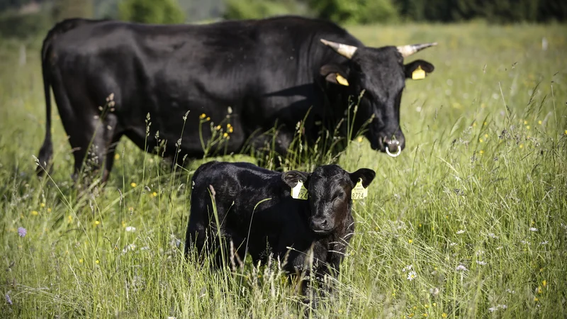 Fotografija: Uporaba antibiotikov pri rejnih živalih v Sloveniji je glede na druge države zelo nizka. Govedo na posestvu Bajer, ekološki kmetiji, v Viševku. FOTO: Uroš Hočevar/Delo