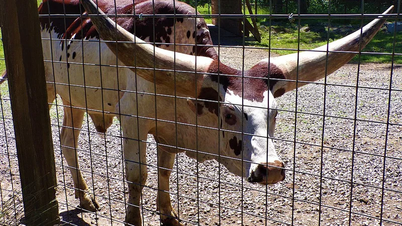 Fotografija: Najlepša iz pasme ankole. FOTO: Wikipedia