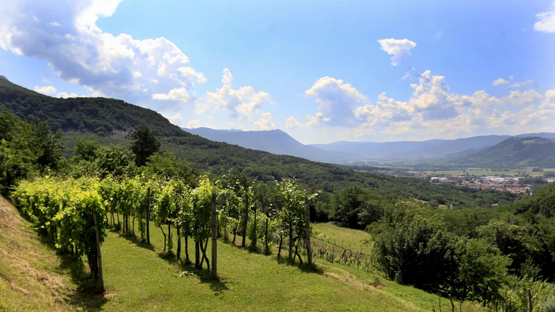 Fotografija: Slovenijo so izpostavili zaradi trajnostnega turizma in zaradi razvijanja gastronomskih in kolesarskih poti, ki vodijo do tudi do vinogradov. FOTO: Roman Šipič/Delo