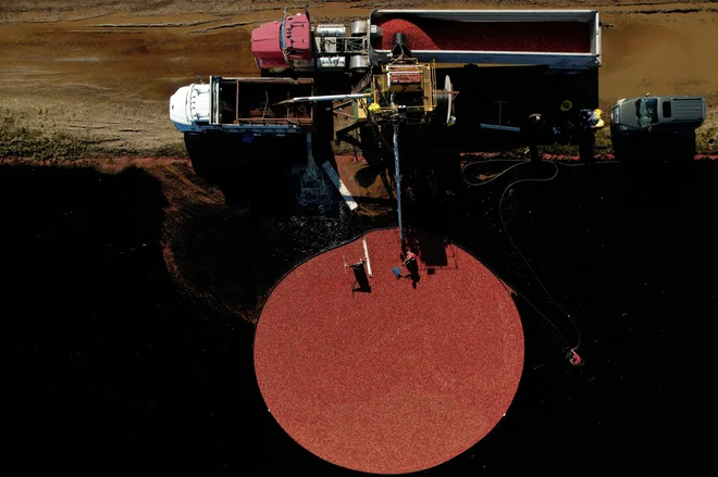 V mestu Carver v ameriški zvezni državi Massachusetts delavci obirajo brusnice na močvirju Johnson Cranberries, ki je v letošnji letini pridelalo skoraj pol milijona kilogramov sadja. Foto: Brian Snyder Reuters