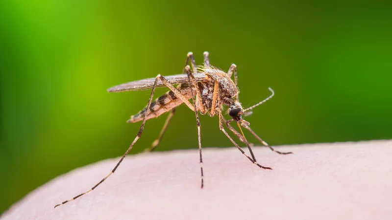 Fotografija: Ob vsem tem se sprašujem, od kod ta napad dobrohotnosti in pomiloščanja bitij, ki sem jih nedolgo tega brez pomisleka sploščila. FOTO: Getty Images/istockphoto
