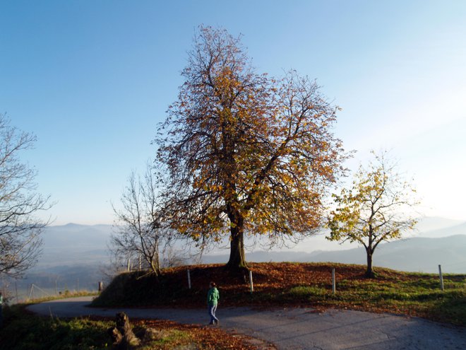 V zahodnem svetu je vse več pokopališč za zeleni pokop, v Sloveniji ta (še) ni dovoljen. FOTO Shutterstock
