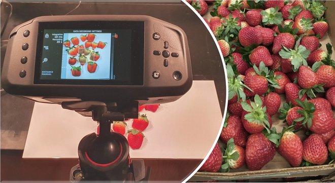 Hiperspektralne kamere zaznajo, v kakšnem stanju je sveže sadje. FOTO: Anastasia Ktenioudaki/FreshProof
