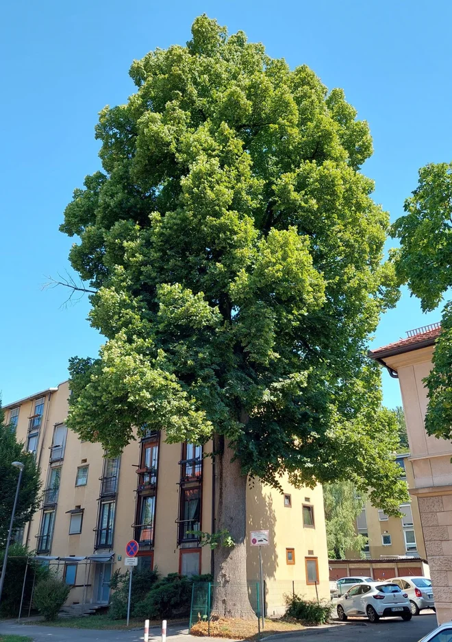Lipa (Tilia platyphyllos) ob Prijateljevi ulici 13 FOTO: arhiv MOL
