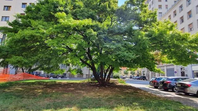 Fotografija: Japonski javor (Acer palmatum) na Štefanovi ulici FOTO: arhiv MOL