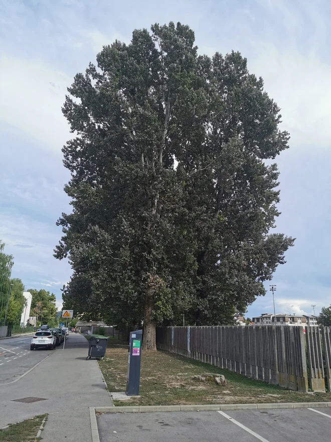 Beli topol (Populus alba) na Gerbičevi ulici ob ograji nogometnega igrišča FOTO: arhiv MOL
