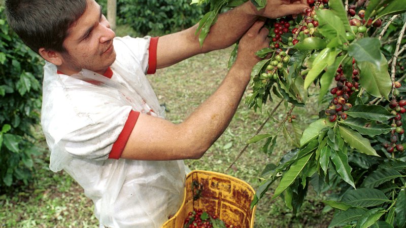 Fotografija: Kava raste na drevesih kavovcih, ki dosežejo tudi zavidljive višine. Plodovi so najbolj podobni našim češnjam...  FORO JOSE MIGUEL GOMEZ/REUTERS
