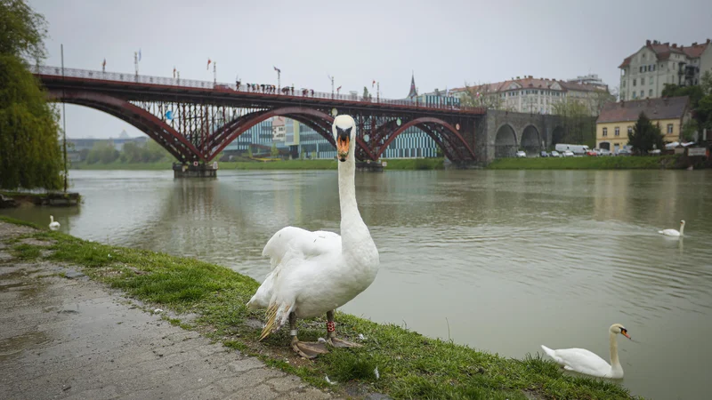 Fotografija: Noč na obisku se začne izrazito razpršeno, beremo pravzaprav nekakšne skice prizorov iz življenja oziroma spomina posameznika. FOTO: Jože Suhadolnik
