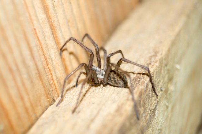 Pri raziskovalni založbi Frontiers je začela izhajati nova revija, namenjena znanosti o pajkovcih. FOTO: Shutterstock
