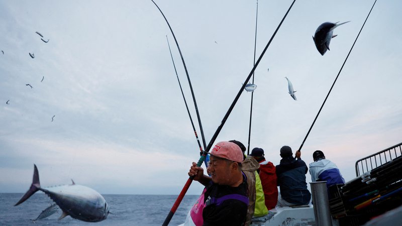 Fotografija: Uživajte tuno, saj je zelo zdrava, nikakor pa ne pretiravajte. Kakor pri vseh drugih stvareh je tudi tukaj pomembno, da ne pretiravamo in da skrbimo za zdravo in uravnoteženo prehrano. FOTO: Arhiv Polet/ Kim Kyung-hoon Reuters
